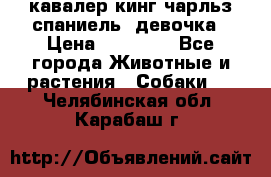  кавалер кинг чарльз спаниель -девочка › Цена ­ 45 000 - Все города Животные и растения » Собаки   . Челябинская обл.,Карабаш г.